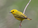 Yellow Warbler
