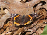 Red Admiral