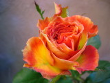 ROSE queensday