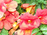 Flower garden at Garlands