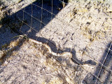Outside, something creepy<BR>slithers under the fence