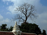 Tree over white gate