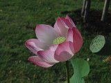 Lotus opening