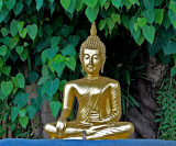 Small Buddha image under tree