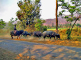 Man with water buffalos