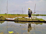 Farmers working the fields