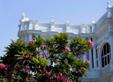 Frangipani outside the Penang Museum