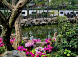 Garden and pond