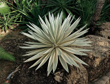 Agave cactus, Cactus House