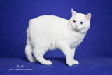 The Odd Eyed White Manx