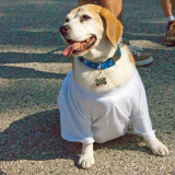 Rotary Club of Calabasas - Nuts for Mutts 5K Walk
