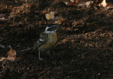 Cardinal à tête noire, Cap Tourmente