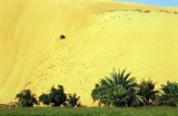 liwa dune.jpg
