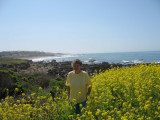 Spring flowers at Moonstone Beach, Cambria