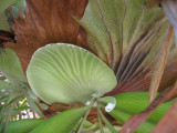 Elkhorn bromeliad - Kula Botanical Gardens, Maui