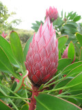 Red protea - Kula Botanical Gardens, Maui