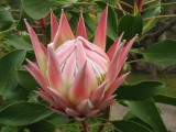 Delicate protea - Kula Botanical Gardens, Maui