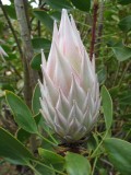 White protea - Kula Botanical Gardens, Maui