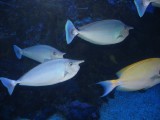 Whitemargin Unicornfish - Maui Ocean Center