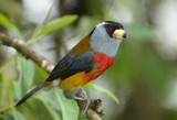 Toucan Barbet  011010-4j  Sachatina