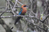 Rufous Motmot  010910-1j  Septimo Paraiso