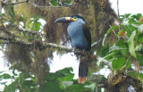 Plate-billed Mountain Toucan  011410-2j  Tandaypa