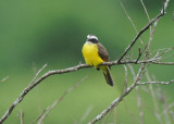 Rusty-margined Flycatcher  011410-1j  Tandaypa