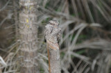 Ladder-tailed Nightjar  012010-1j  Sani