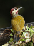 Golden-olive Woodpecker  011210-4j  Puerto Vicente