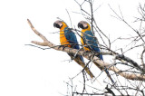 Blue and Yellow Macaw  012210-4j  Sani