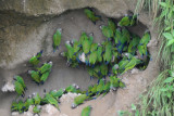 Dusky-headed Parakeet  012010-1j  Napo River