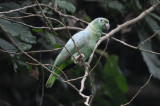 Mealy Amazon Parrot  012010-5j  Yasuni
