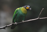 Orange-cheeked Parrot  012010-1j  Yasuni