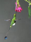 Booted Racket-tail  011510-5j  Tandaypa