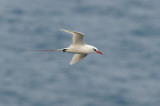 Red-tailed Tropicbird  0308-2j  Kilauea Point, Kauai