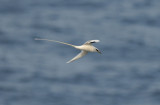 White-tailed Tropicbird 0308-6j Kilauea Point, Kauai