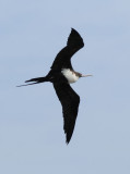 Great Frigatebird Female 0308-5j Kilauea Point, Kauai