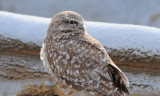 Burrowing Owl  0308-4j  Othello, WA