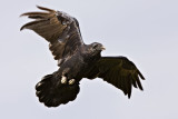 Raven overhead, wings partially outstretched, left wing tip out of focus