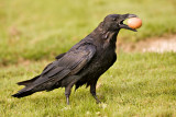 Raven carrying brown egg
