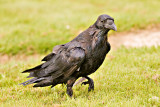 Raven walking in grass