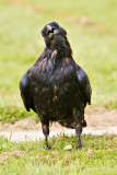 Raven with head tilted and beak slightly open