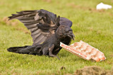 Raven inspecting almost empty egg carton