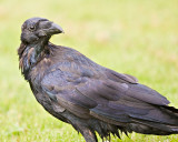 Raven with head turned
