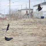 Raven being harrassed by crows