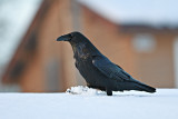 Raven walking in snow