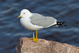 Seagull on granite