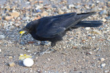 Crow eating an egg