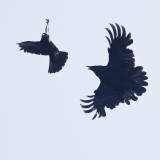Crow and raven 2010 June 5