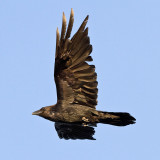 Raven flying wing up